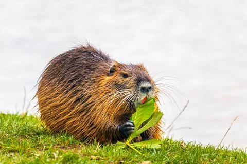 Nutria eating a tree leaf at the river bank, water in the background Stock Photos