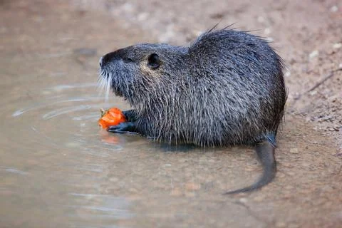 Nutria Eating by the Water Foto stock