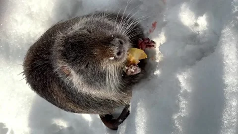 Nutria eats an apple on the snow in winter. animals in winter 库存影片 233732980