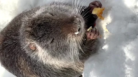 Nutria eats an apple on the snow in winter. animals in winter Stock Footage 233733022