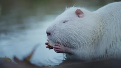 A nutria eats bread, holding it with its paws Stock Footage 257462073