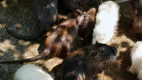 Nutria eats fresh vegetables outdoors at the farm. Video stock 158871893