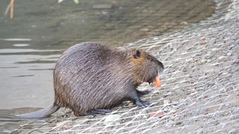 Nutria eats a piece of bread Stock Footage 148720061