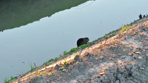 Nutria on the embankment of a river Stock Footage 214045256