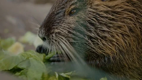 Nutria enjoying a fresh cabbage in a tranquil farm setting Stock Footage 302489535