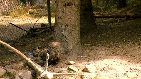 Nutria on the farm. Selective focus. Stock Footage 230953614