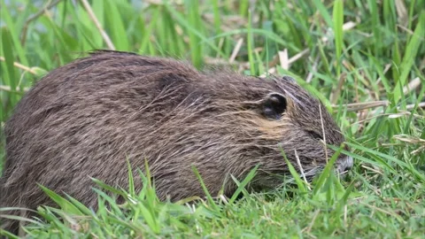 Nutria feeding on grass in nature Stock Footage 292912013