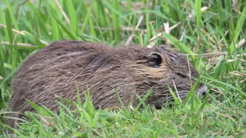 Nutria feeding on grass in nature Stock Footage 293785782