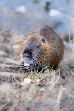 Nutria feeding on a piece of bread Stock Photos