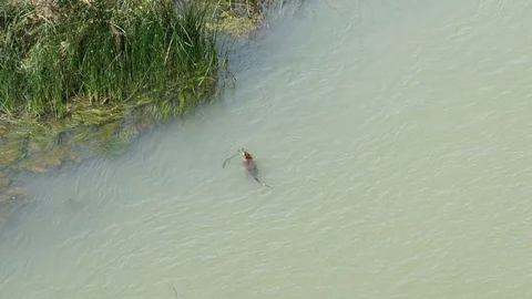 Nutria floating with a stick in its paws in Tiber river, slowmo HD Vídeos de archivo 76786167