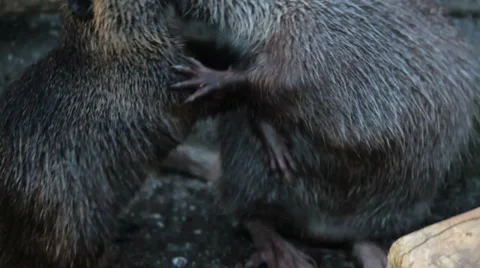 Nutria Stock Footage