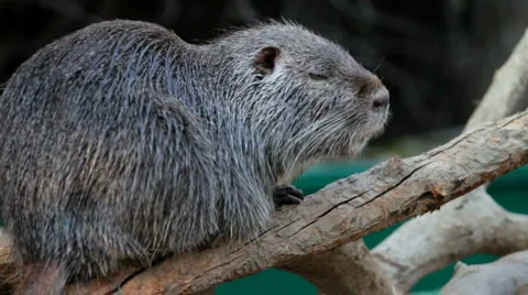Nutria Stock Footage