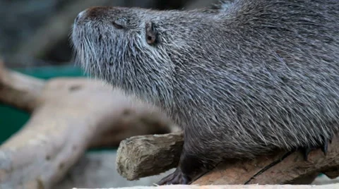 Nutria Stock Footage