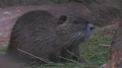 Nutria Stock Footage 5373356