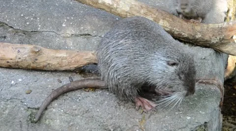Nutria Stock Footage