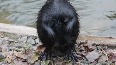 Nutria Stock Footage 8954791
