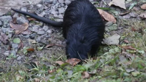 Nutria Stock Footage 8955979