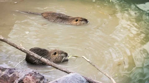 Nutria Stock Footage 11078166