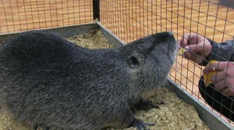 Nutria Видео 35272487