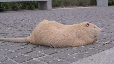 Nutria Stock Footage 299736853