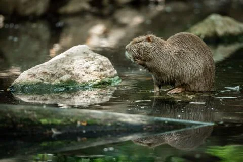 Nutria in the forest Foto stock