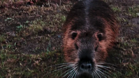 Nutria gets very close to the camera, shaky Stock Footage 142481841