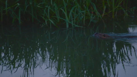 Nutria gliding through slow river water near grassy bank in rural nature 库存影片 329444512