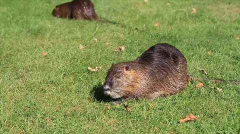 Nutria on the grass field Stock Footage 32927965