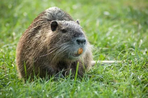 Nutria in the grass Stock Photos