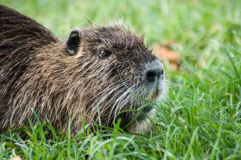 Nutria in the grass Stock Photos