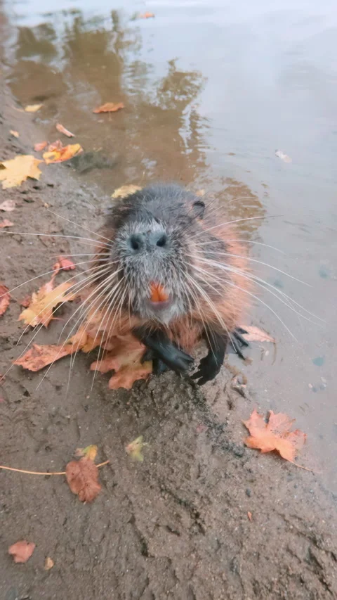 Nutria it stands on its hind legs, sniffs lens, and displays its large orange Stock Footage 325074126