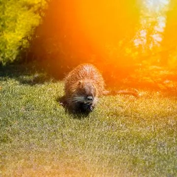Nutria on the lawn in the sun Stock Photos