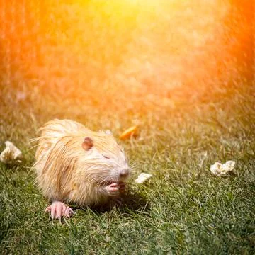 Nutria on the lawn in the sun Stock-Fotos