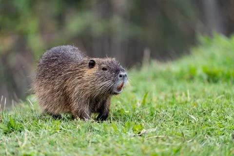 Nutria looking around in the grass Stock Photos