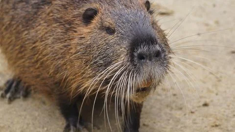 Nutria Looking Upwards Close Up Stock Photos