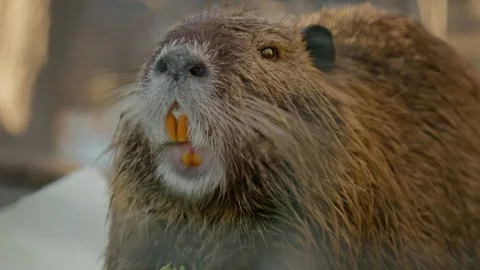 Nutria munches on fresh cabbage in a tranquil farm setting Stock Footage 302489234