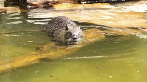 Nutria (Myocastor coypus) Stock-Footage 7753745