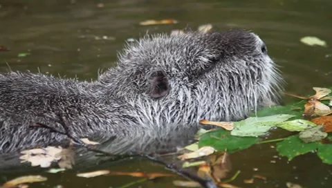Nutria (Myocastor coypus) Vídeos de archivo 8526705