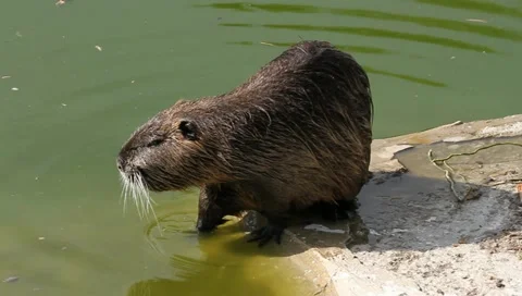 Nutria, Myocastor coypus Stock Footage