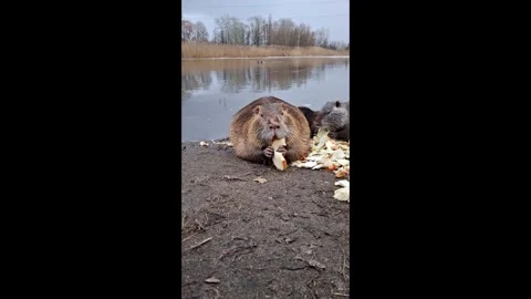 Nutria nibbles on a slice of bread.Observation of the life of wild nutria in the Stock Footage 331367097