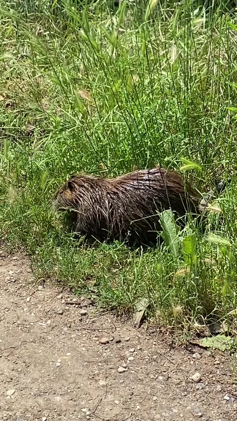 Nutria in Occitanie Stock Footage 346400890
