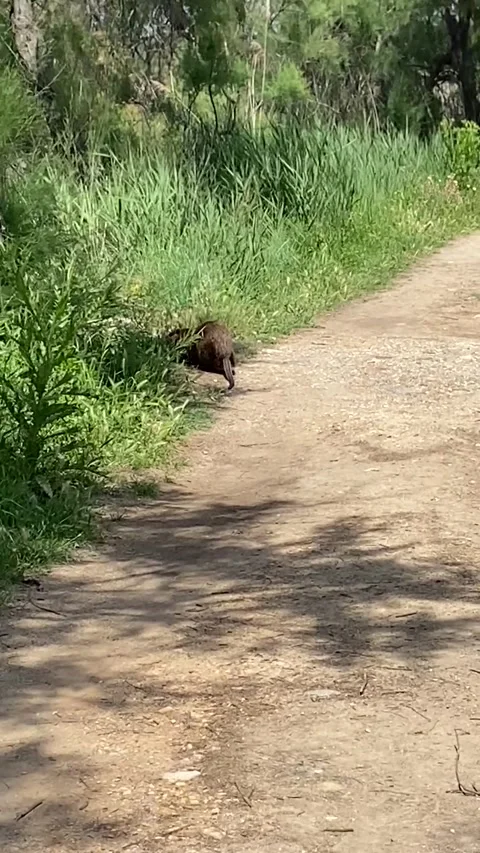 Nutria in Occitanie Stock Footage 346400896