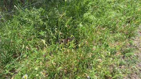 Nutria in Occitanie 스톡 동영상 346400911