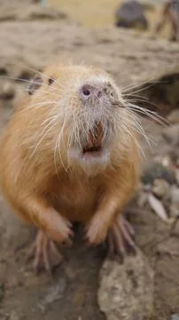 Nutria with Open Mouth Expression Stock Photos