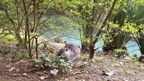 Nutria or beaver eats Video stock 108523029