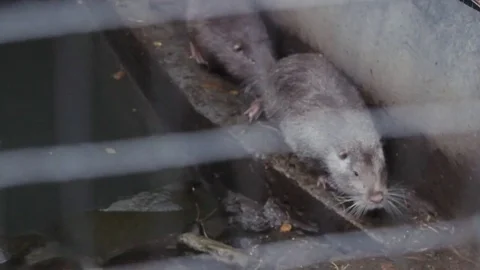 Nutria with orange teeth in the cage Stock Footage 74510877