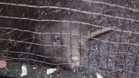 Nutria with orange teeth in the cage Stock Footage 74510890