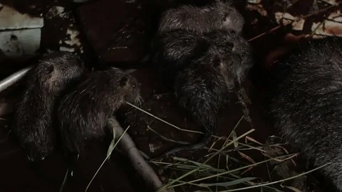 Nutria parent and child Stock Footage 82948559
