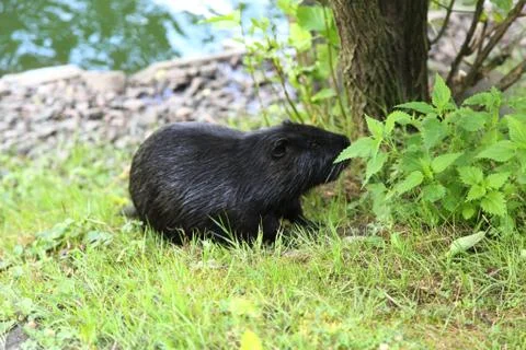 Nutria Stock Photos
