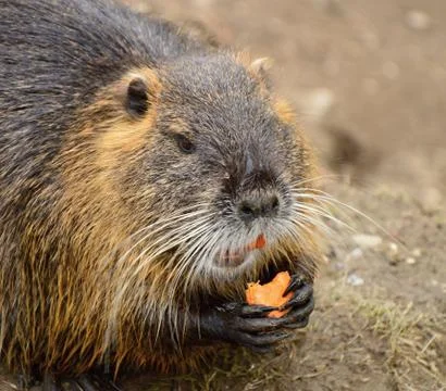 Nutria Stock Photos
